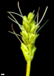 Veronica baylyi. Infructescence with unripe capsules. Scale = 1 mm.
 Image: W.M. Malcolm © Te Papa CC-BY-NC 3.0 NZ